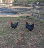 2 marans/australorp kruising hennen, Dieren en Toebehoren, Pluimvee, Vrouwelijk, Kip