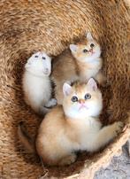 Britse korthaar kittens met stamboom, Meerdere dieren, 0 tot 2 jaar, Gechipt