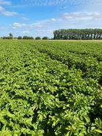 Aardappelen 2 ha Sinora (halfvroeg), Zakelijke goederen, Ophalen of Verzenden