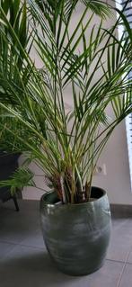 binnenhuisplant - palm, Huis en Inrichting, Kamerplanten, Ophalen, Palm, Halfschaduw, In pot