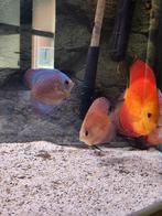 Groepje van 9 Discussen, Dieren en Toebehoren, Vissen | Aquariumvissen