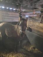 Hengst veulen half jaar.  Konik X fries, Dieren en Toebehoren