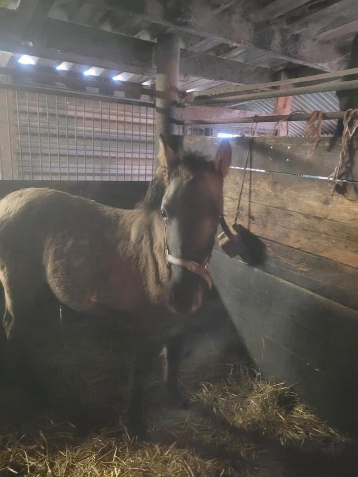 Hengst veulen half jaar.  Konik X fries, Dieren en Toebehoren, Stalling en Weidegang