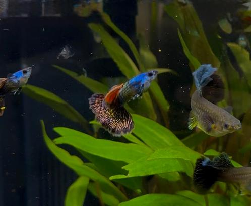 Silverado red dragons guppen!, Dieren en Toebehoren, Vissen | Aquariumvissen