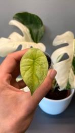 Alocasia silver dragon variegata, Ophalen of Verzenden