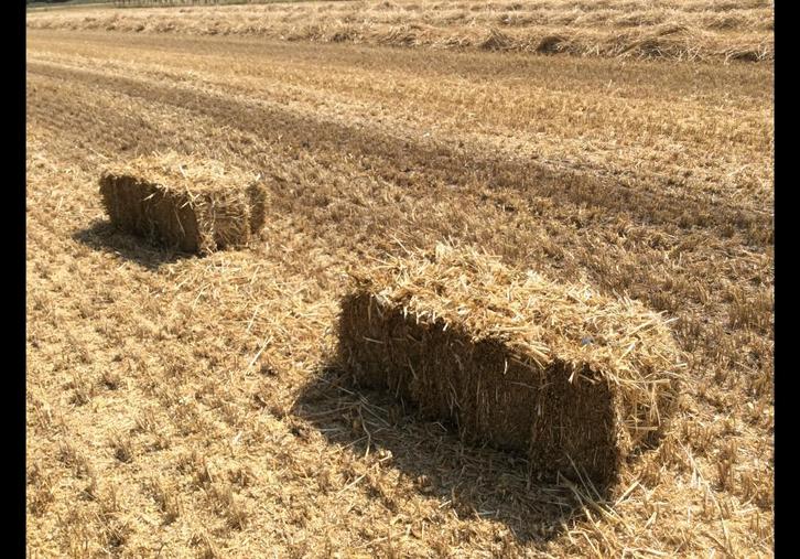 Kleine balen tarwestro, Zakelijke goederen, Landbouw | Veevoer, Ophalen