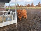 Schotse hooglander vaars, Dieren en Toebehoren, Runderen, Vrouwelijk, 3 tot 6 jaar