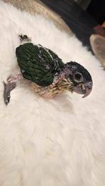 Jonge handtamme zwart kop caiques, Dieren en Toebehoren, Vogels | Parkieten en Papegaaien