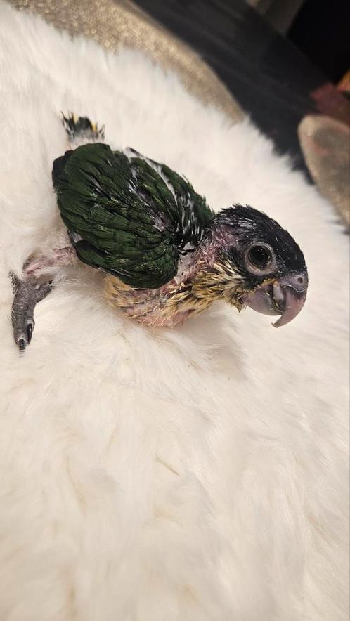 Jonge handtamme zwart kop caiques, Dieren en Toebehoren, Vogels | Parkieten en Papegaaien
