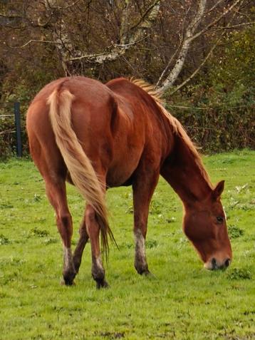 Merrie met stamboom  beschikbaar voor biedingen