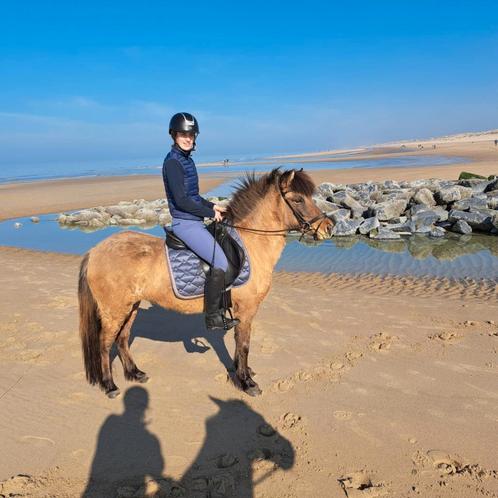 Ijslander merrie Lilja Fra l'avenir, Dieren en Toebehoren, Pony's, Merrie, Zadelmak, 3 tot 6 jaar, Met stamboom, Gechipt, Ontwormd
