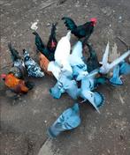 Duiven en Chabo's GRATIS, Dieren en Toebehoren, Pluimvee