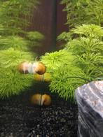 Bruin gestreepte appelslakken, Dieren en Toebehoren, Vissen | Aquariumvissen