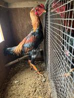 Shamo  haan tentoonstellingdier, Mâle, Poule ou poulet