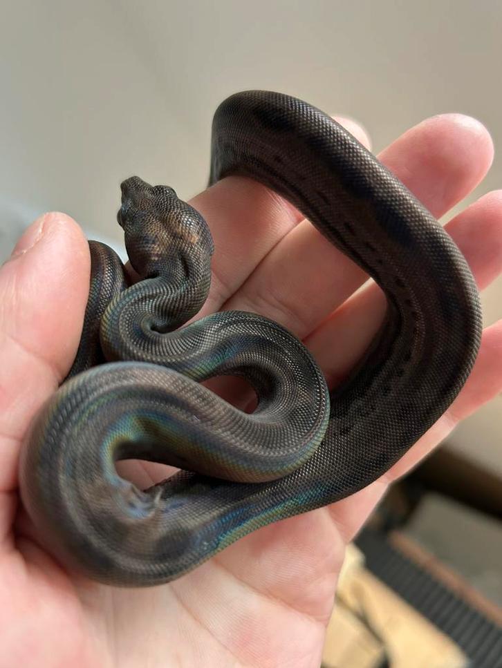 Boa constrictor imperator nk25, Dieren en Toebehoren, Reptielen en Amfibieën, Slang, 0 tot 2 jaar, Tam