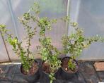 Steeneik, Tuin en Terras, Planten | Bomen, Halfschaduw, Lente, 100 tot 250 cm, Zuilboom