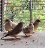 laatste mooi koppel zebravinkjes, Dieren en Toebehoren, Vogels | Overige Vogels