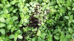 Oregano-plant, Tuin en Terras, Ophalen of Verzenden