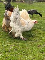 Brahma haan, Dieren en Toebehoren, Pluimvee