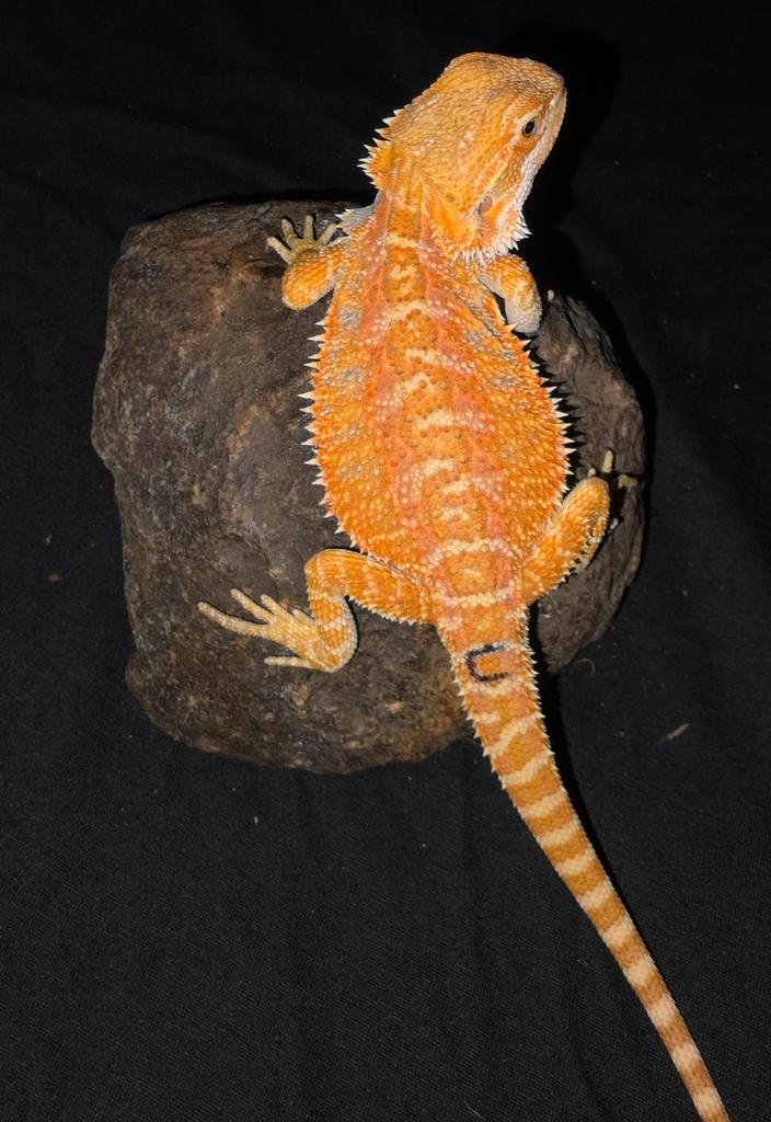 Zeer mooi orange blue bar baardagaam-vrouwtje, Dieren en Toebehoren, Reptielen en Amfibieën, Hagedis, 0 tot 2 jaar, Tam