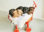 Schattige hypoallergene pups, België, Fokker | Hobbymatig, Overige rassen, CDV (hondenziekte)