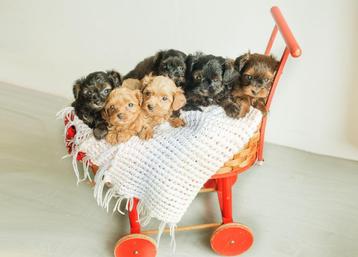 Schattige hypoallergene pups, Autres races, 8 à 15 semaines, Plusieurs, Éleveur | Loisir