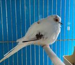 Diamantduiven, Meerdere dieren