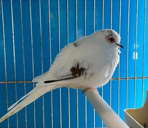 Diamantduiven, Dieren en Toebehoren, Vogels | Overige Vogels, Meerdere dieren