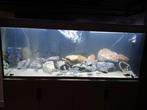 Frontosa groep van meer dan 20 stuks., Animaux & Accessoires, Poissons | Poissons d'aquarium