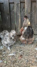 Zijdehoenen te koop, Dieren en Toebehoren, Pluimvee, Meerdere dieren, Overige soorten