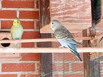blauw + groen: jonge grasparkieten, Dieren en Toebehoren, Vogels | Parkieten en Papegaaien, Parkiet