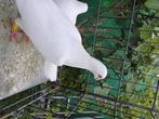 witte postduif, Dieren en Toebehoren, Maart