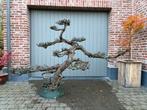 Dode bonsai - Pinus, Tuin en Terras, Ophalen, Zo goed als nieuw