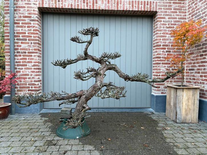 Dode bonsai - Pinus, Tuin en Terras, Tuinwanddecoratie, Zo goed als nieuw, Ophalen