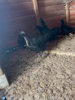 Ayam cemani, Meerdere dieren, Kip