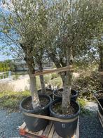 Lot van 4 olijfbomen (LOT 10), Tuin en Terras, Lente, 100 tot 250 cm, Olijfboom, Ophalen