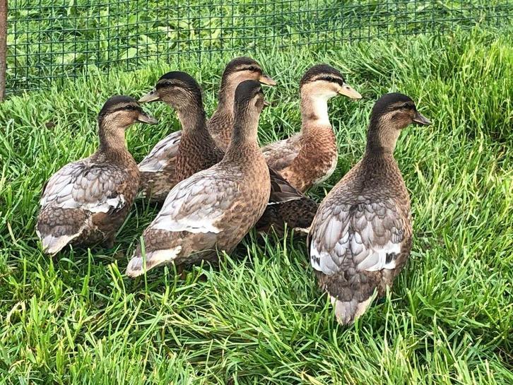 hollandse kwaker @ paradijshof, Dieren en Toebehoren, Pluimvee, Eend, Meerdere dieren