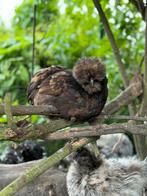 Zijdehoen usa hen, Dieren en Toebehoren, Pluimvee
