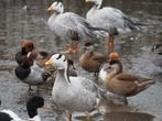 Ganzen Streepkopganzen, Dieren en Toebehoren, Meerdere dieren, Gans of Zwaan