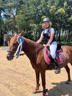 Prachtige allrounder, Dieren en Toebehoren, Niet van toepassing, D pony (1.37m tot 1.48m), 7 tot 10 jaar