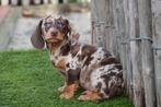 Kortharige dwerg teckel pups met stamboom (choco en gevlekt), Dieren en Toebehoren, België, CDV (hondenziekte), 8 tot 15 weken