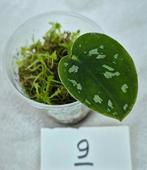 Prachtige Scindapsus Pictus stekjes, Overige soorten, Minder dan 100 cm, Ophalen of Verzenden, Groene kamerplant