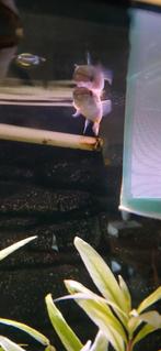 Mooie gouden tandkarper te koop!!, Dieren en Toebehoren, Vis, Zoetwatervis