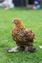 sabelpoot en vele andere sierrassen ACTIE 4+1 GRATIS, Vrouwelijk, Kip
