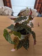 begonia maculata / polkadot, Enlèvement