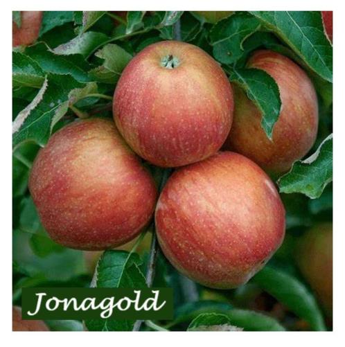 HALFSTAM APPELBOMEN: oa JONAGOLD, JOSEPH MUSCH, COX,..22€/st, Tuin en Terras, Planten | Tuinplanten, Vaste plant, Fruitplanten