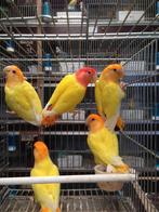 Lutino opalin dwergpapegaai, Dieren en Toebehoren, Vogels | Parkieten en Papegaaien