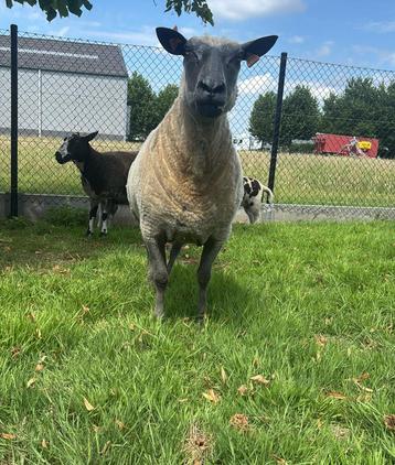 ooi schaap beschikbaar voor biedingen