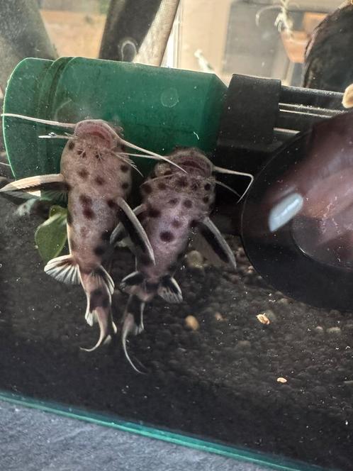 Vissen en garnalen, Dieren en Toebehoren, Vissen | Aquariumvissen, Zoetwatervis, Vis