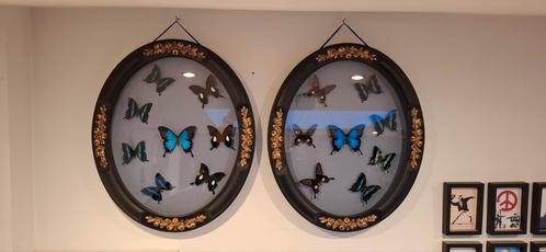 paar eikenhouten enthomologieframes, Antiek en Kunst, Curiosa en Brocante, Ophalen